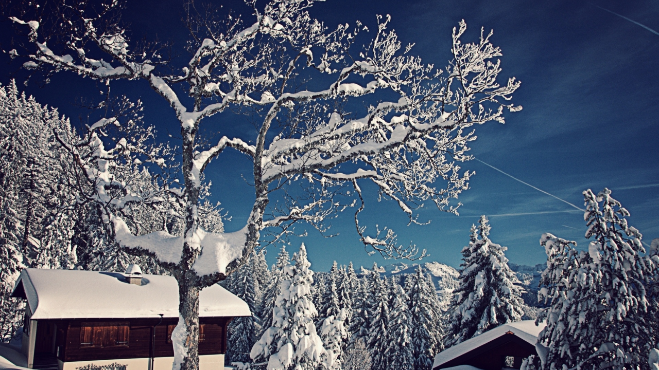 домики, зима, ели, деревья, снег, швейцария, switzerland