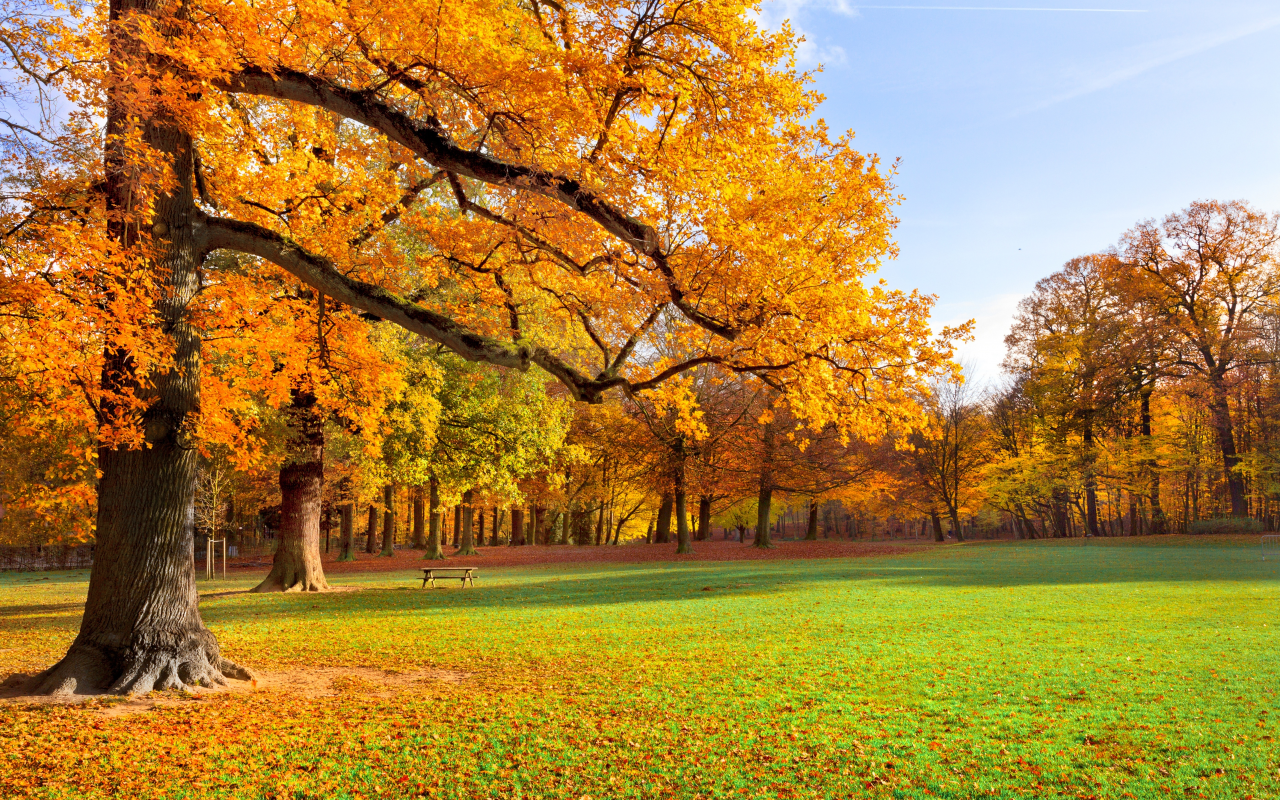 листья, природа, деревья, пейзаж, парк, осень, трава