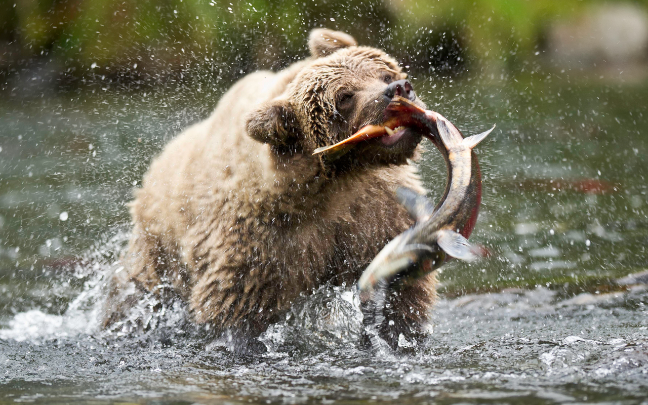 бурый медведь, сша, медведь, русская река, аляска
