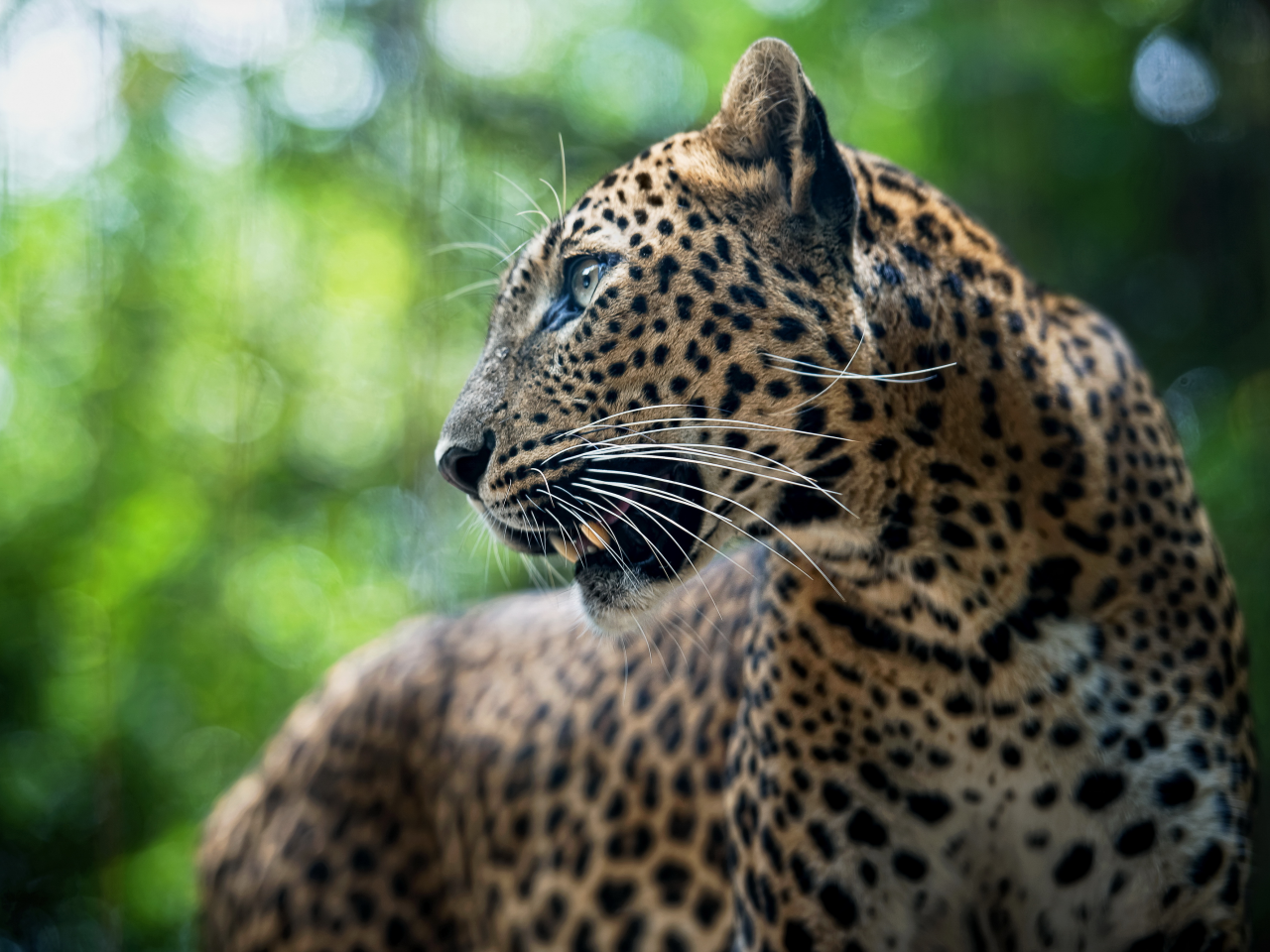 leopard, хищник, леопард, животное, panthera pardus