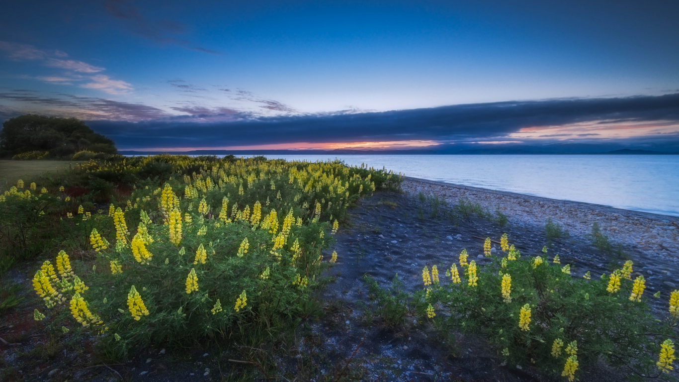 новая зеландия, озеро таупо, цветы, люпин, lake taupo, new zealand