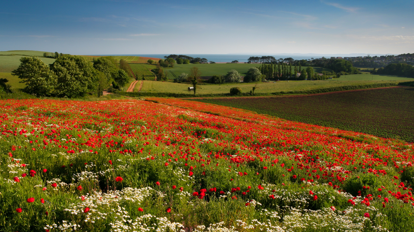 цветы, ромашки, маки, луг, англия, england, budleigh salterton