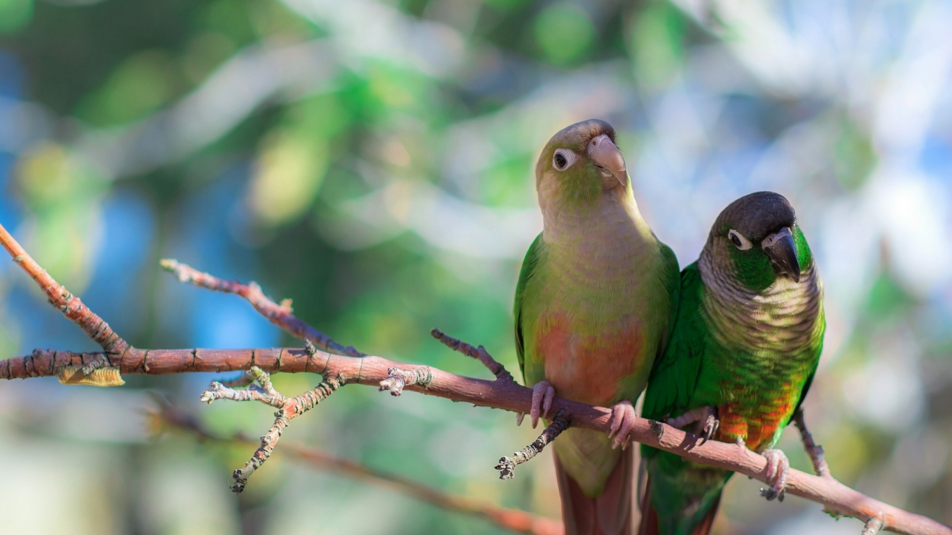 зеленощёкий краснохвостый попугай, попугайчики