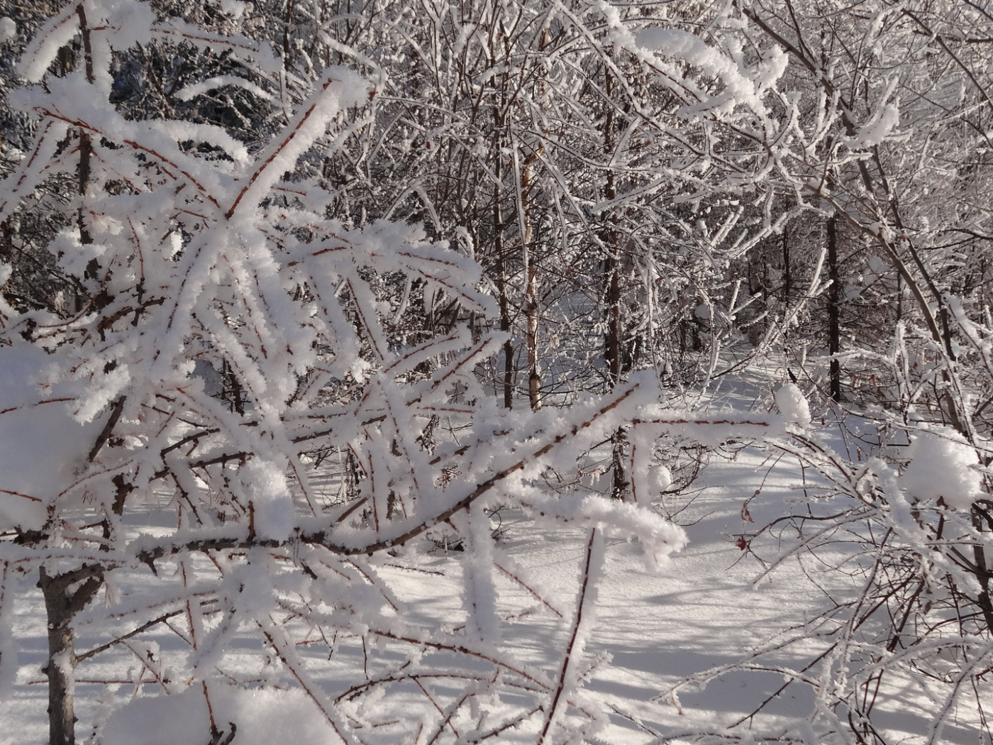 снег, деревья, иней, белый, зима