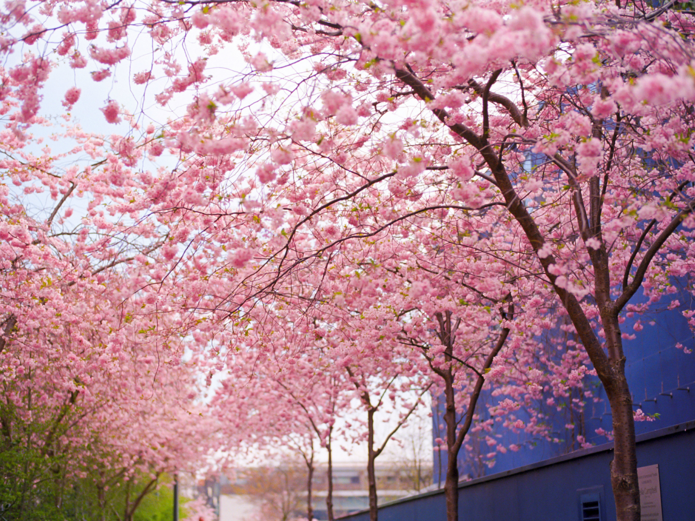 цветение, весна, цветы, дерево, сакура, розовые, ветки