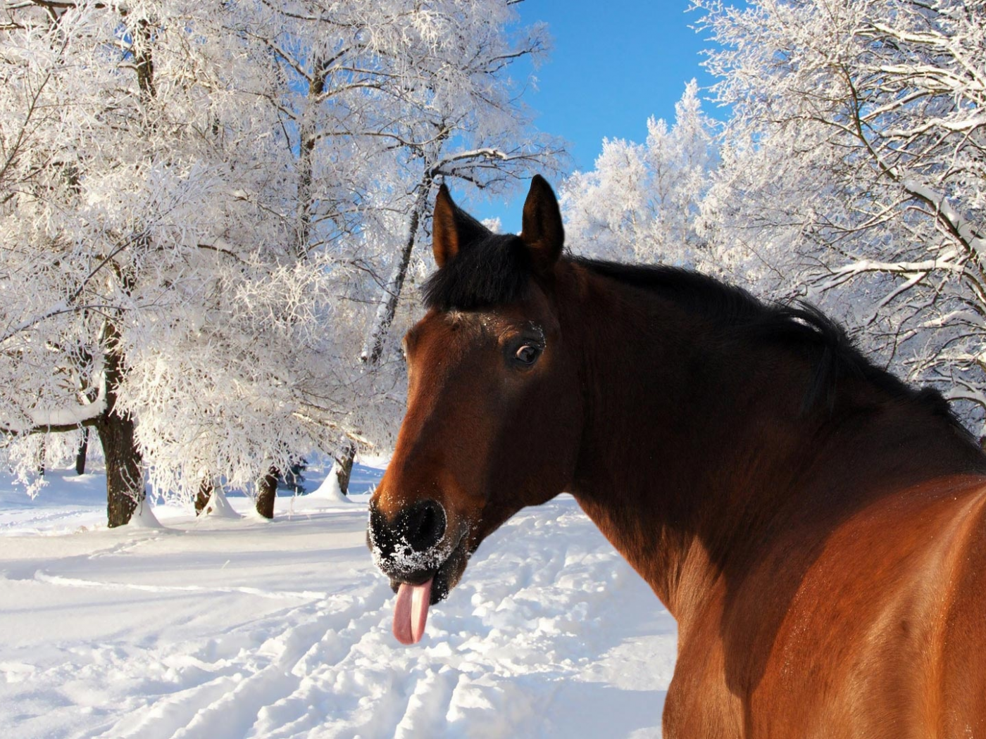 лошадь, 2014, год, подарки, празник, календарь, hors