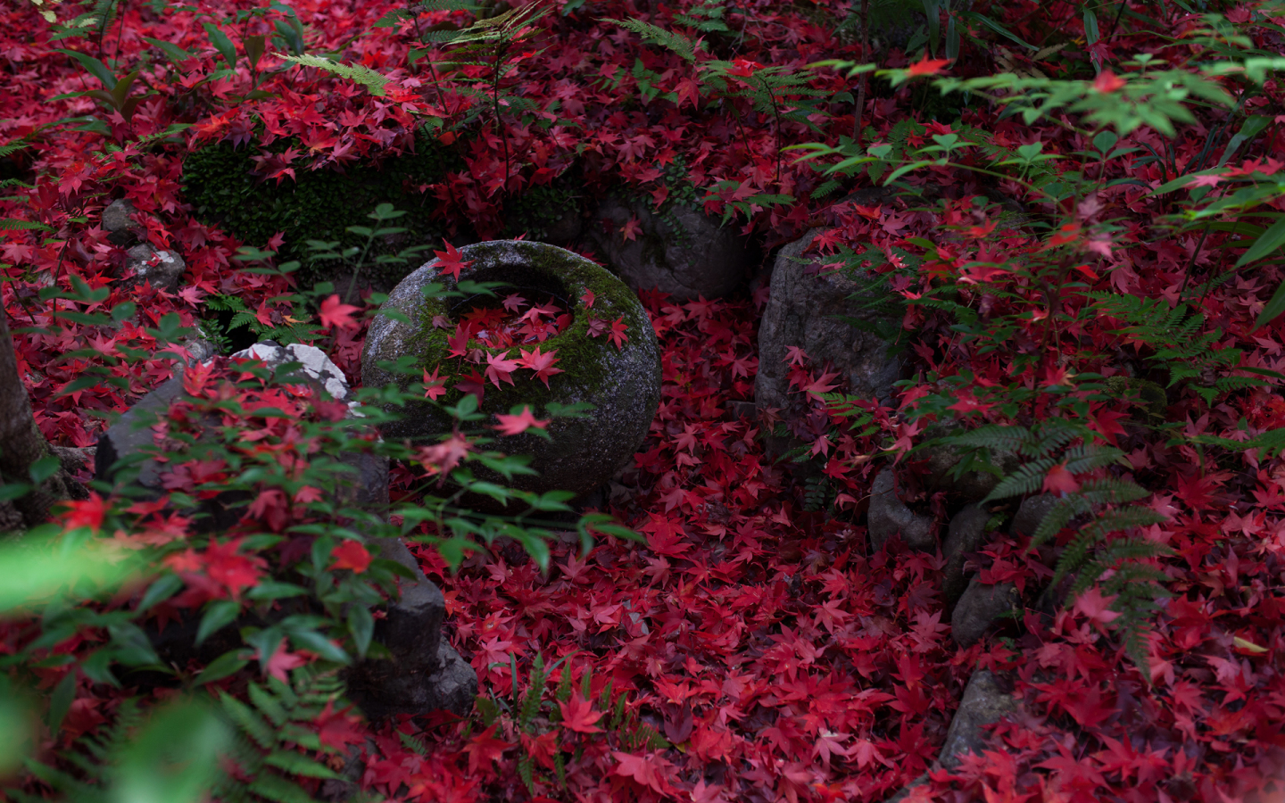 осень, листва, природа, киото, япония, клён японский