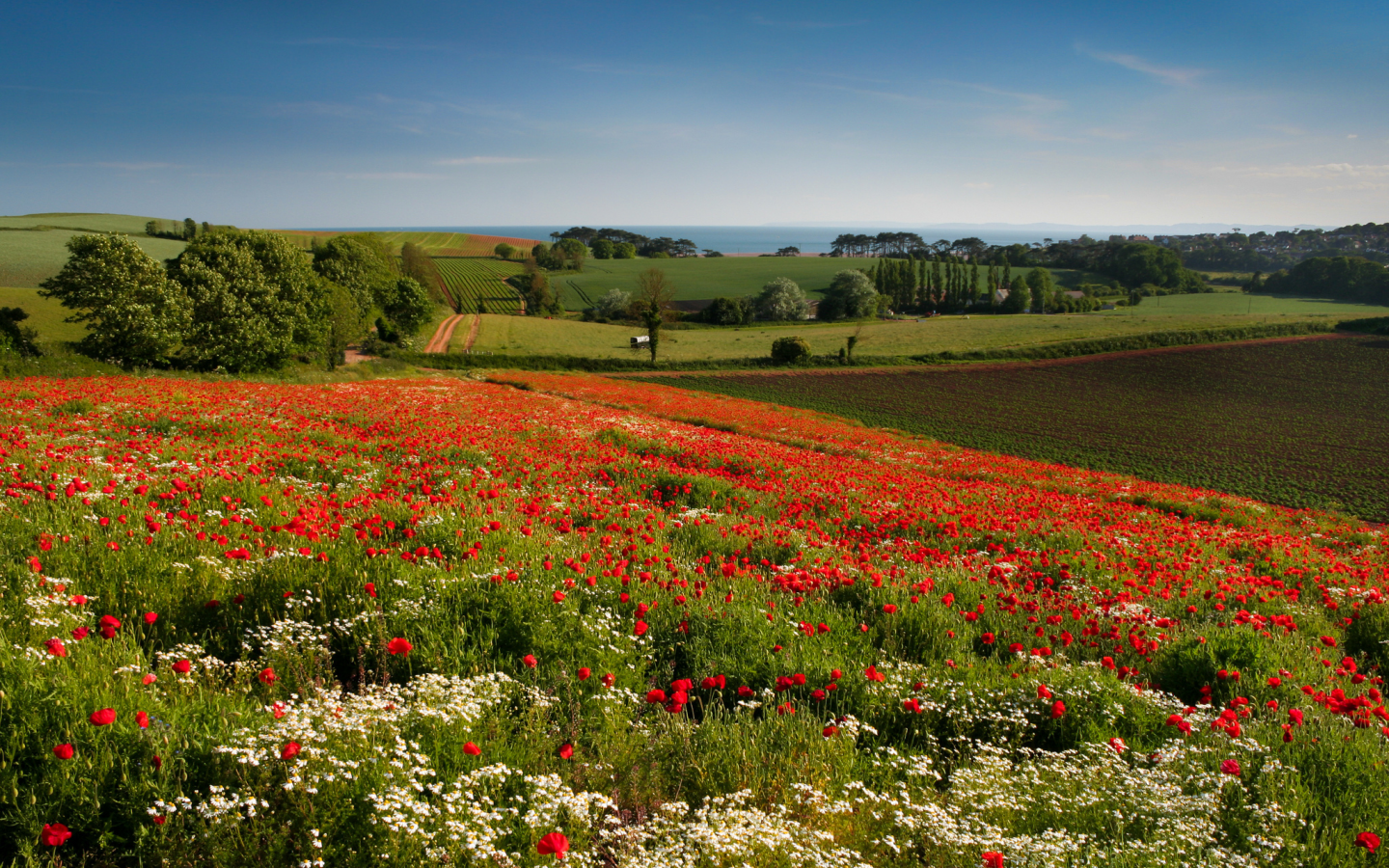 цветы, ромашки, маки, луг, англия, england, budleigh salterton