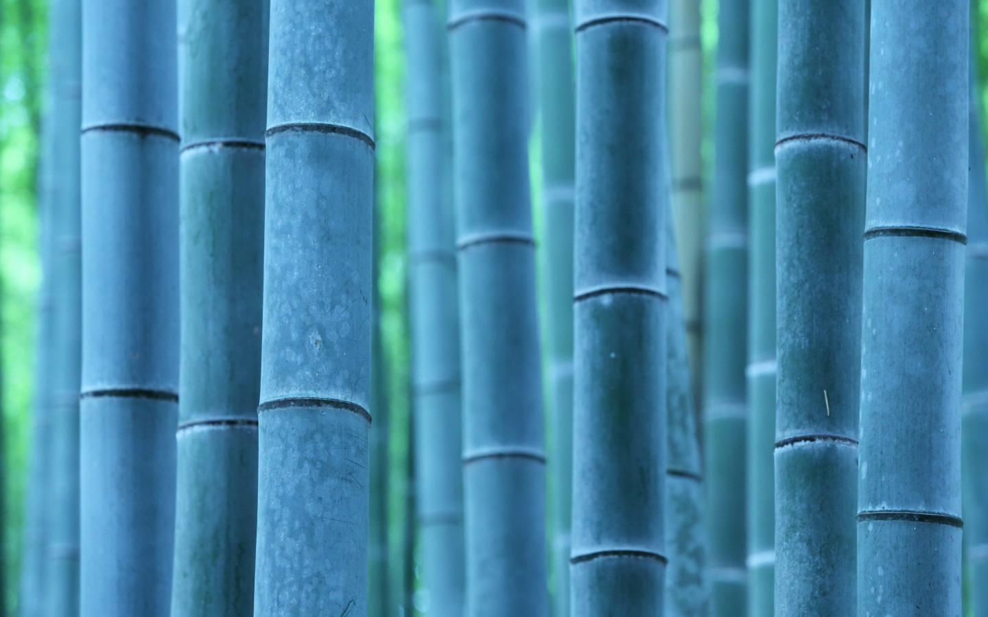 бамбук, макро, природа