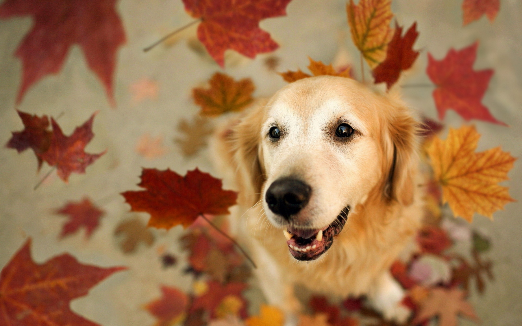 друг, листья, собака