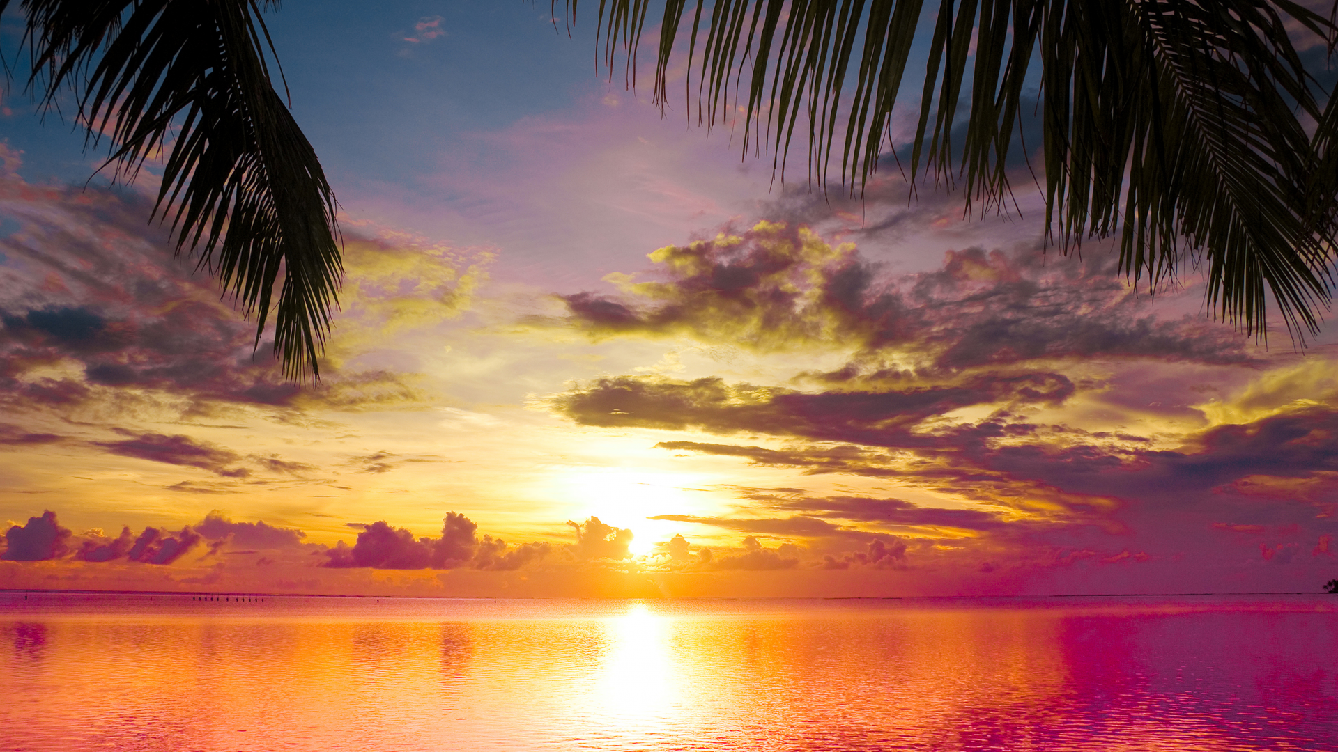 scene, water, landscape, sea, nature, clouds, sunset between palms, sky, beautiful