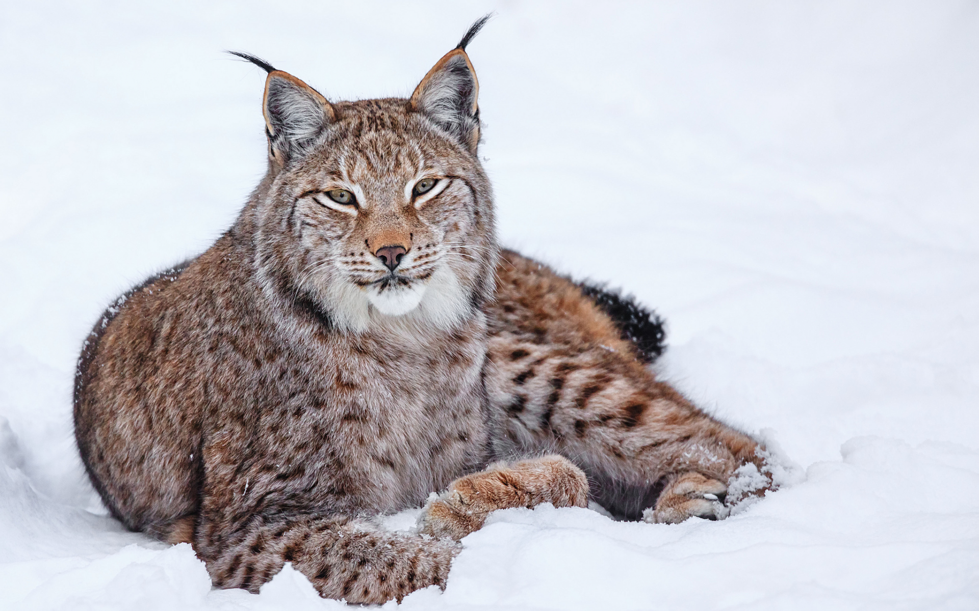 рысь, зима, кошка, снег