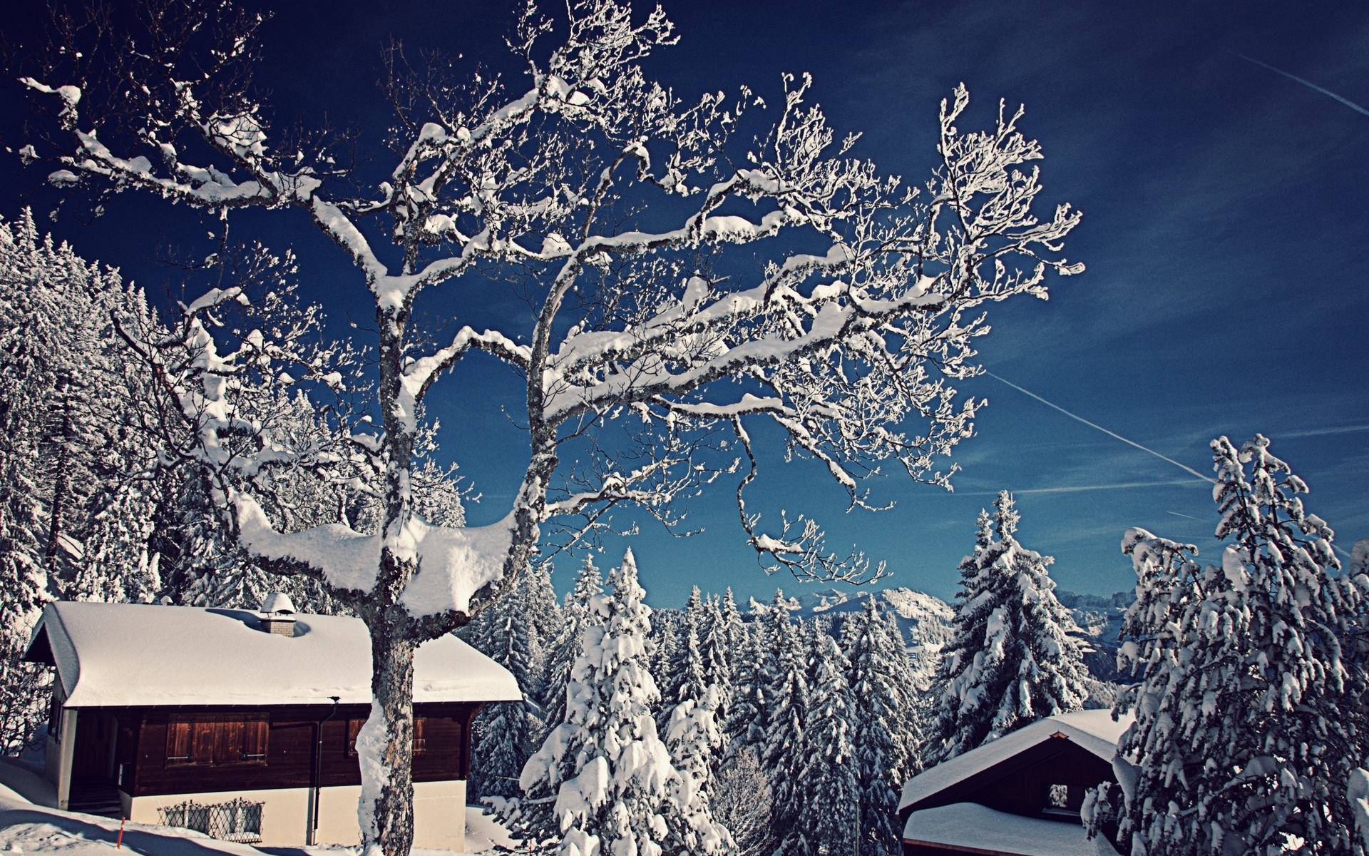 домики, зима, ели, деревья, снег, швейцария, switzerland