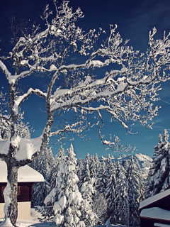 домики, зима, ели, деревья, снег, швейцария, switzerland