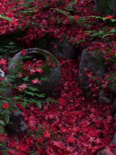 осень, листва, природа, киото, япония, клён японский