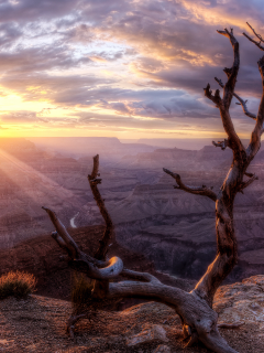 sun, sunset, arizona, valley, wood, rock, grand canyon