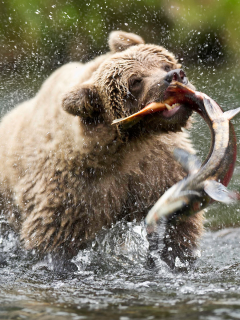 бурый медведь, сша, медведь, русская река, аляска