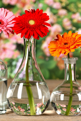вазочки, бутылка, хризантема, боке, цветы, стол