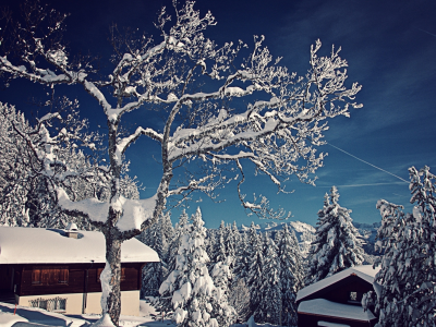 домики, зима, ели, деревья, снег, швейцария, switzerland