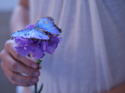 цветы, красиво, бабочка, фиолетовый, рука, цветочек