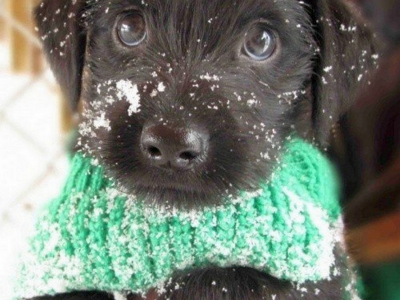 Собака, руки, снег