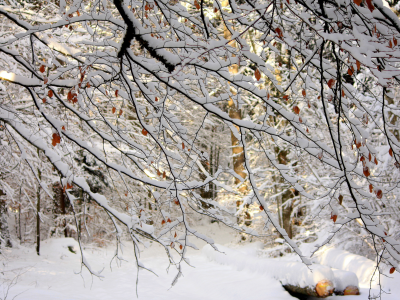 зима, природа, деревья, ветки, снег, лес, листья