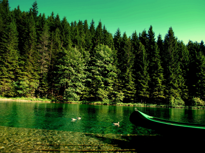 река, природа, лес, лодка, утки