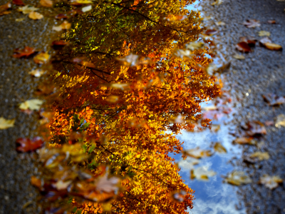 макро, вода, листва, dave рhotography, лужа, осень