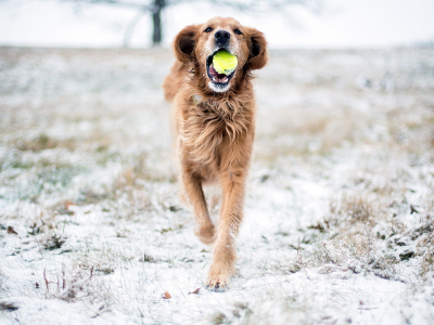 собака, снег, игра