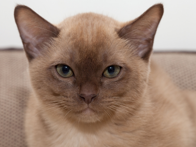 бурманская кошка, портрет, мордочка, взгляд