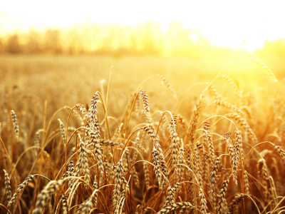 солнце, поле, макро, пшеница
