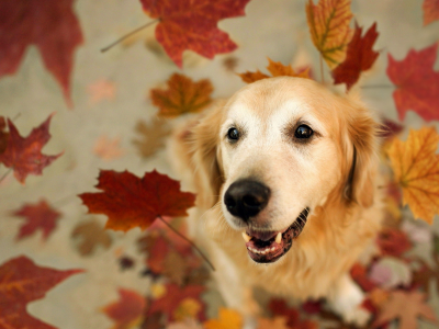 друг, листья, собака