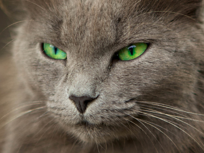 размытость, кошка, зеленые глаза, серая