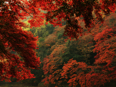 листья, деревья, природа, вид, осень
