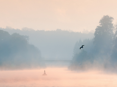 пейзаж, птица, утро, туман, озеро
