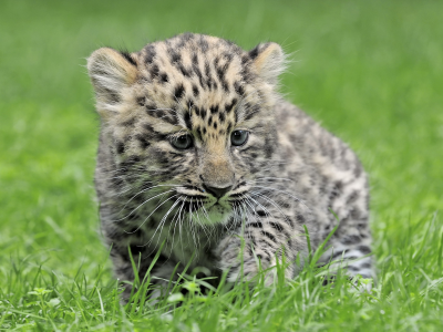 леопард, малыш, трава