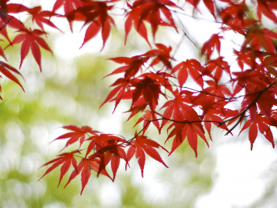красные, япония, листья, осака, дерево, ветки, клен
