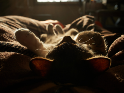 свет, спит, одеяло, котенок, солнце, кот