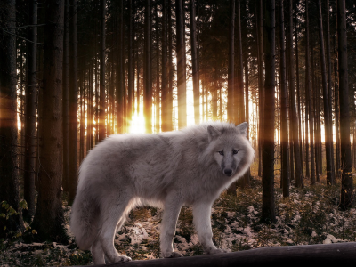 свет, лес, волк, лучи, деревья, хищник