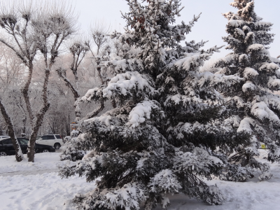 городской пейзаж, зима, Абакан, Сибирь, елки, снег