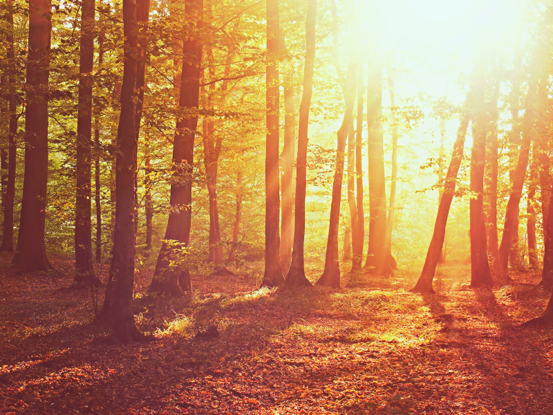 природа, свет, осень, лес, трава, деревья, листья, солнце