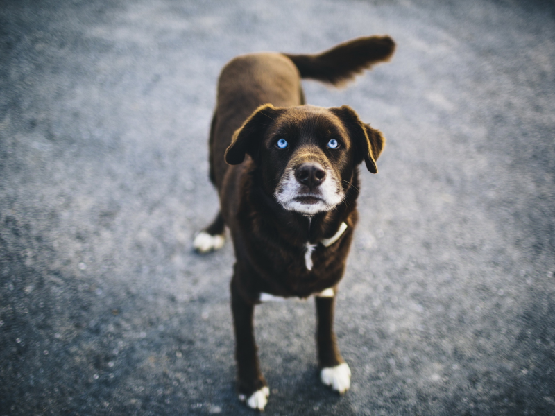 голубые глаза, blue, собака, боке, взгляд, dog