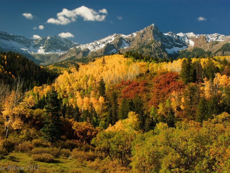 деревья, осень, san juan mountains, лес, горы