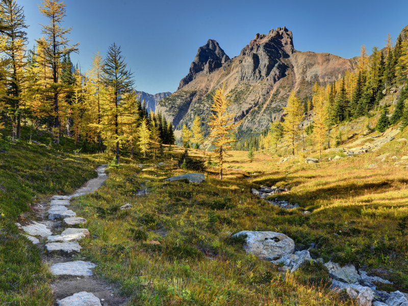 canada, канада, лес, горы, yoho national park, деревья, тропинка