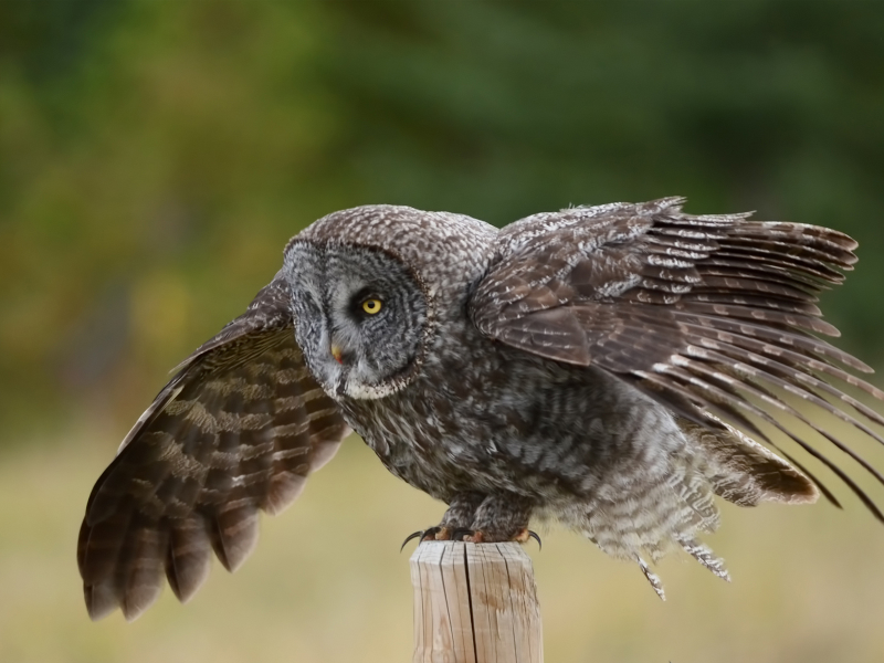 крылья, great gray owl, столб, сова, птица