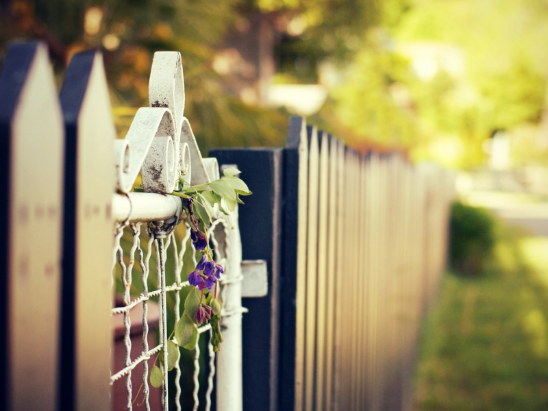 ворота, ограда, цветы, макро, ограждение, забор
