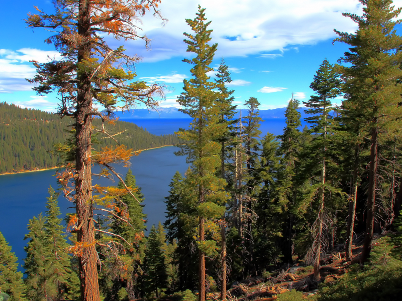 california, лес, lake tahoe, вода, озеро