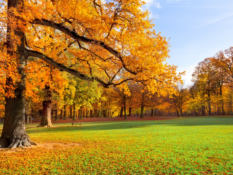 листья, природа, деревья, пейзаж, парк, осень, трава