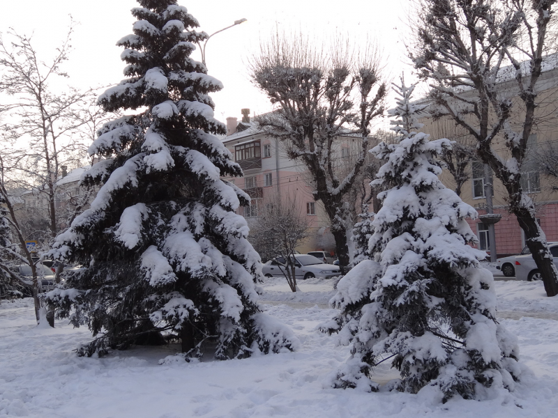 Абакан, городской пейзаж, зима, снежные ели, мороз