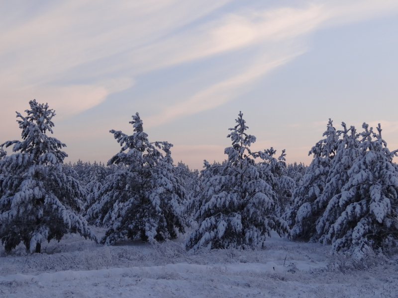 зима, снег, сосновый бор, деревья, сибирь